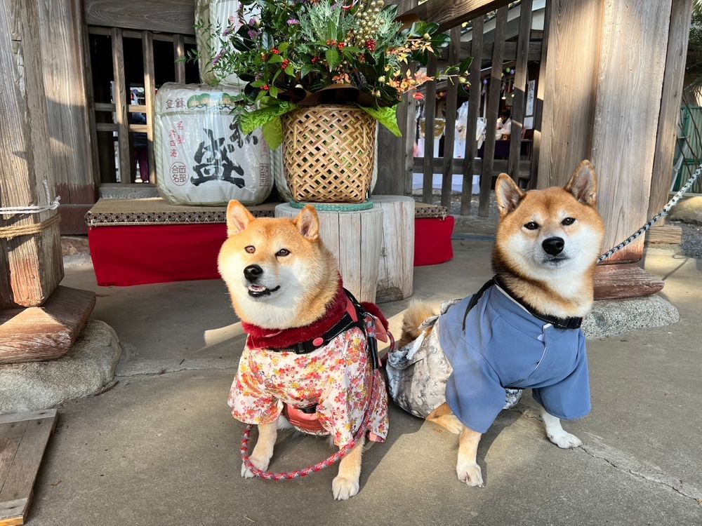 柴犬だいず＆あずきの初詣