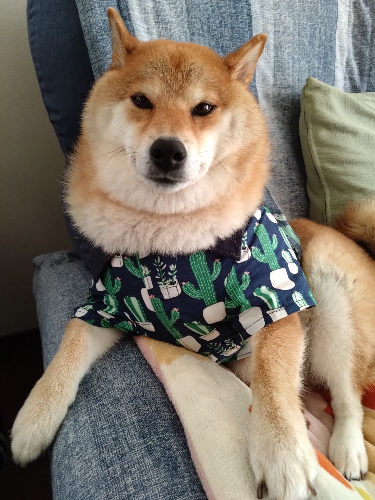 柴犬あずき
新しい服