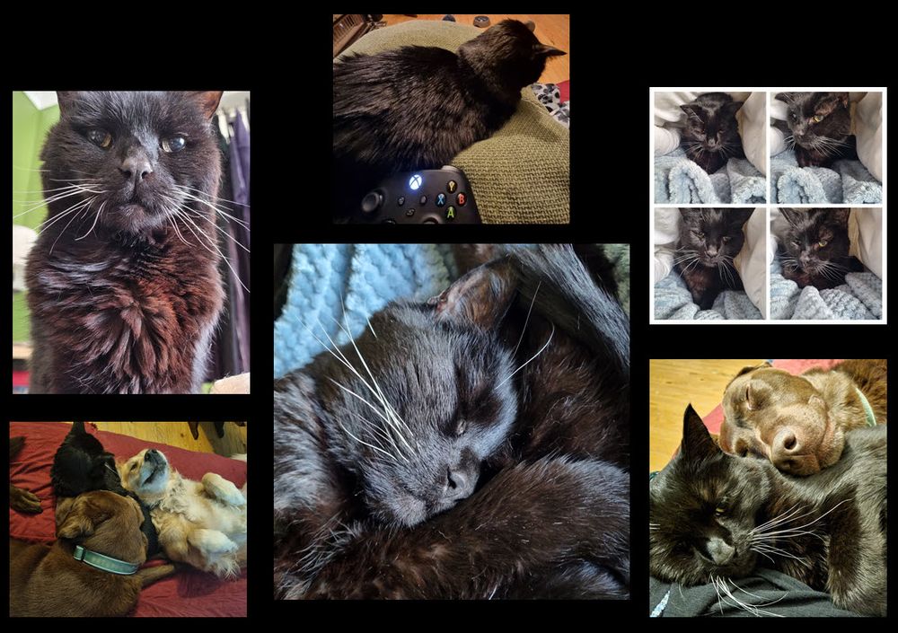 Images of the most beautiful black cat the earth has ever known. We are not worthy to clean his tray. Pictured asleep, old with white whiskers, sleeping with dogs (but not getting fleas), and generally being tolerant of those around him. His Majesty: Jackums.