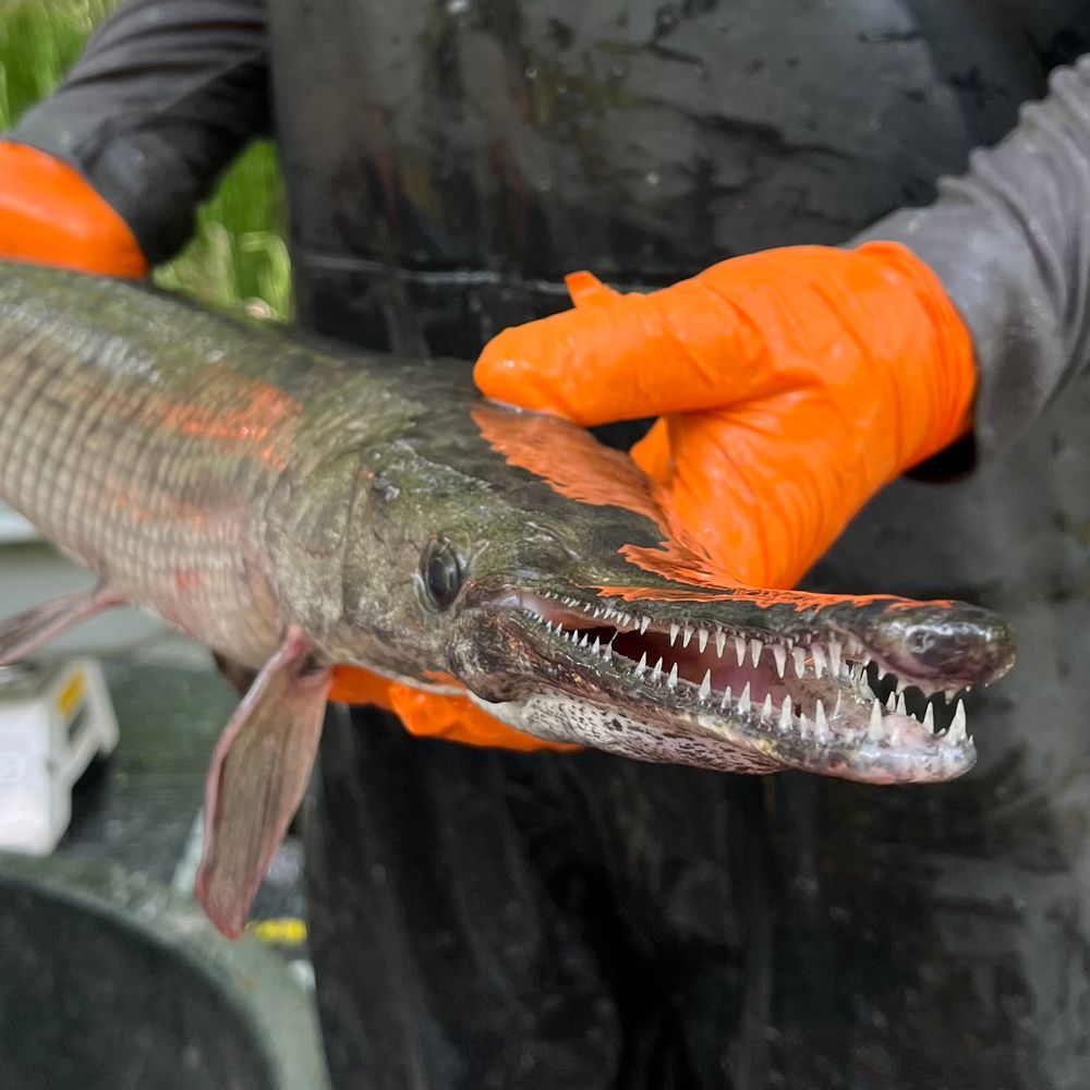This is a large spotted gar collected from a small reservoir population with only the single gar species present (four species are native to OK).
