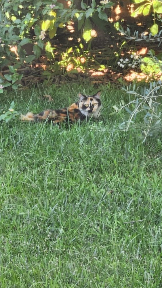 Picture of a beautiful calico cat staring at the camera, sitting among long green grass in between two bushy trees