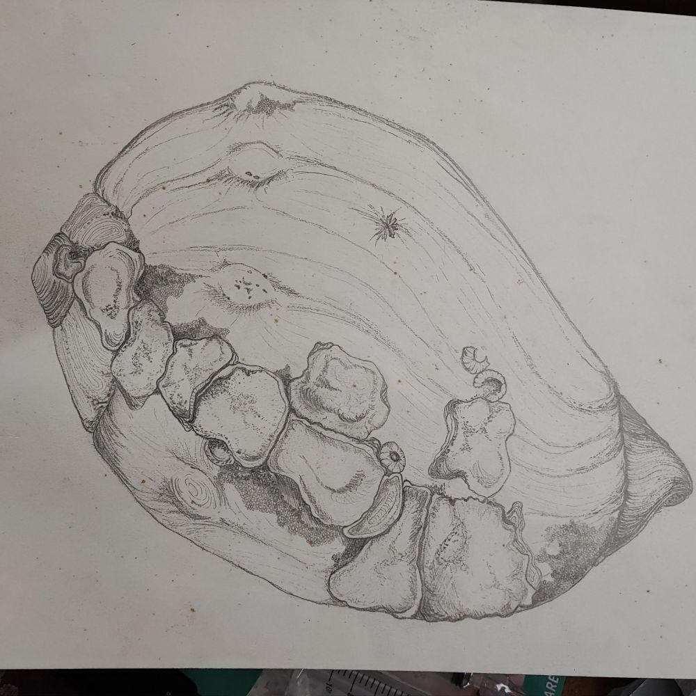 Desenho a grafite de uma concha em que se pode ouvir o som do mar com incrustações de outros seres marinhos. As texturas e o volume são representados por uma infinidade de linhas e pequenas bolinhas.