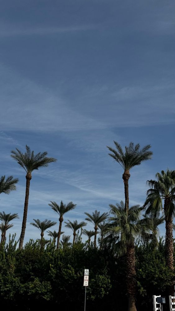 A photo of California palm trees agains a blue sky with clouds. 