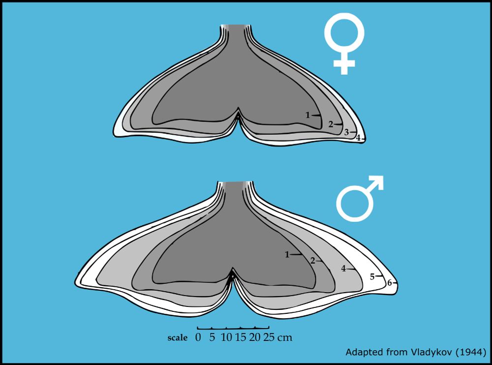 A line diagram illustrating how male and female beluga tails grow and change shape as they age. The female diagram shows the tail increasing in size but remaining the same shape. The male diagram below shows the tail increasing in size and becoming more convex. A scale bar shows that female tails reach a width of approximately. The figure is attributed to Vladykov (1944).
