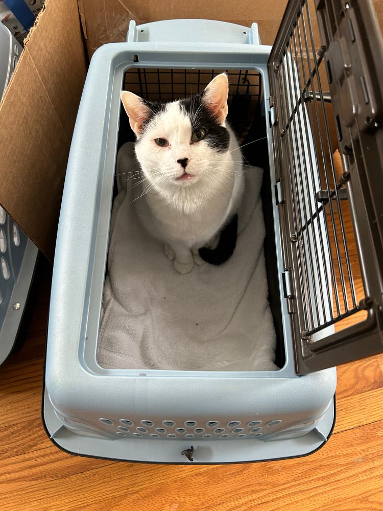 A black and white cat sitting voluntarily in his crate.