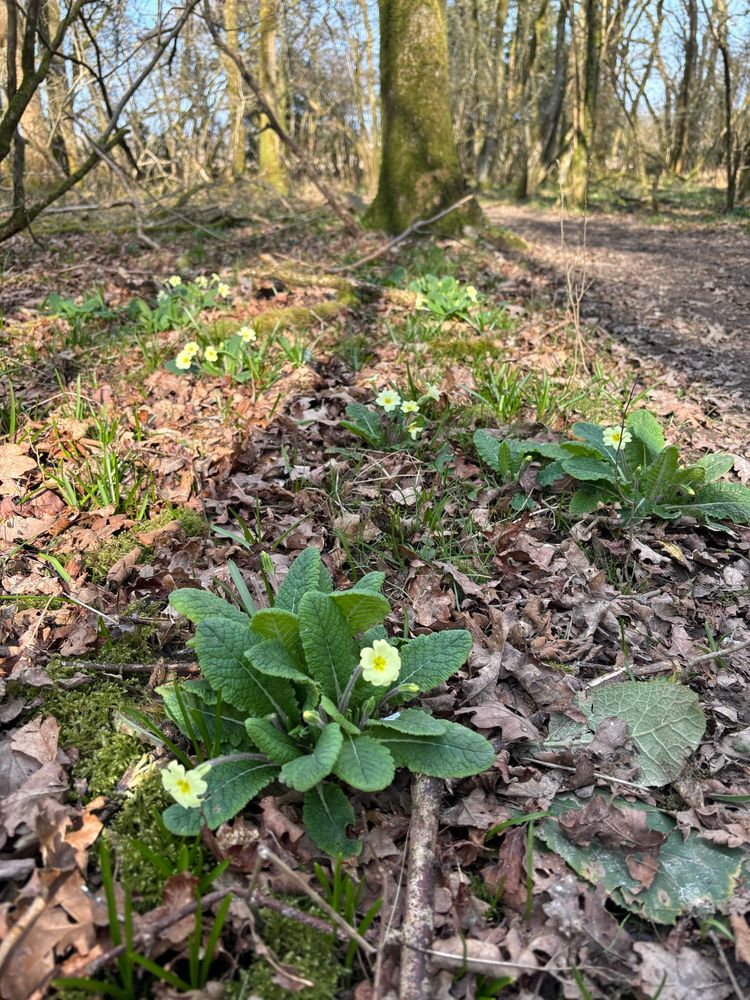 Yellow and green primroses flowers in a wood.