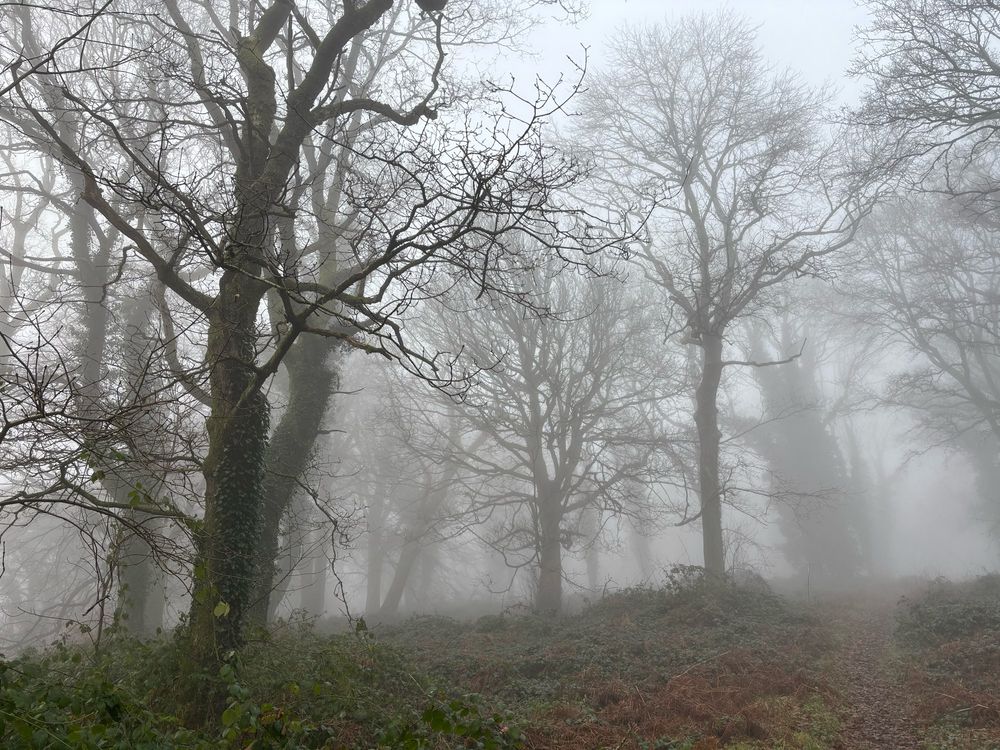 Trees in the mist on an Iron Age hillfort in Wales, Coed y Bwnydd