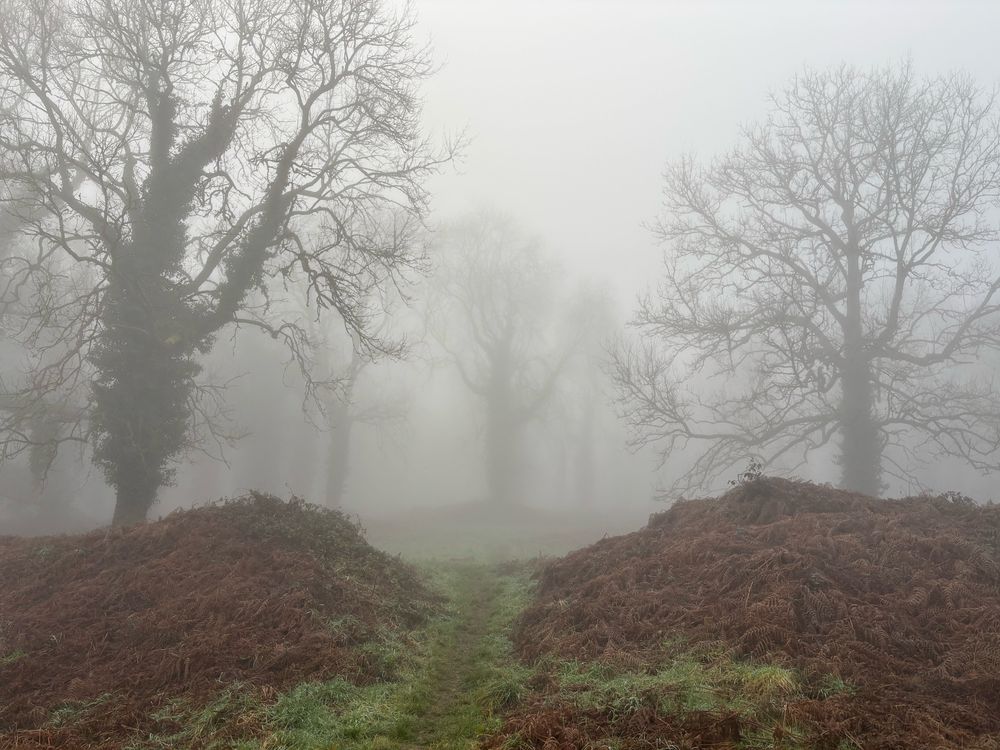 Ramparts and trees in the mist at Coed y Bwnydd, an Iron Age hillfort in Wales
