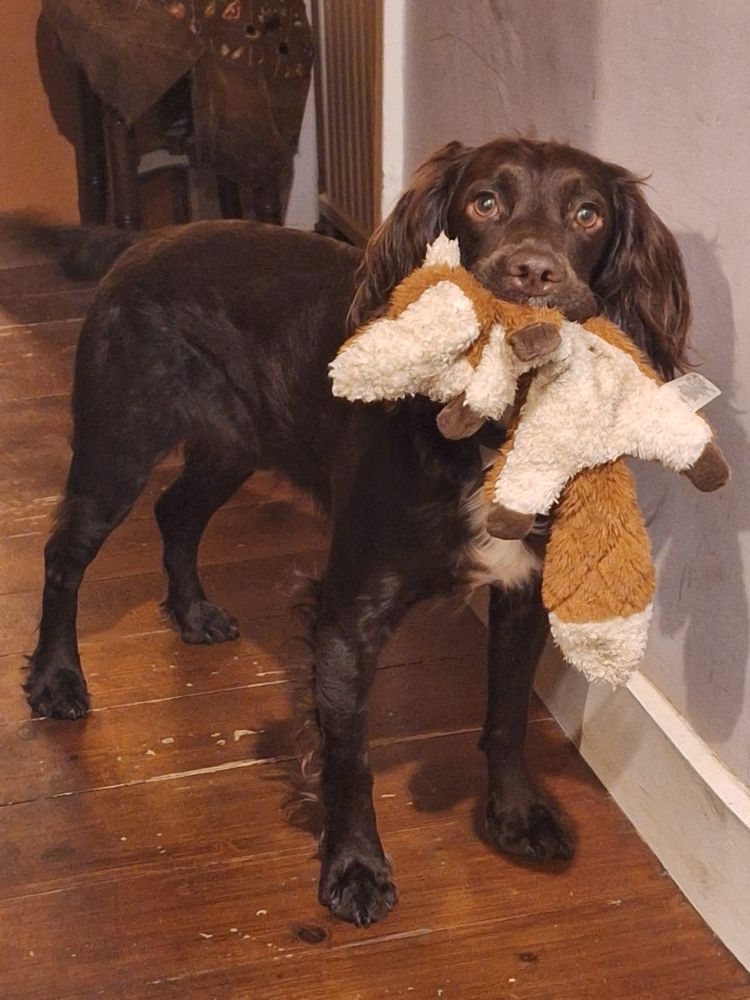 Brown spaniel holds furry fox toy in his mouth.