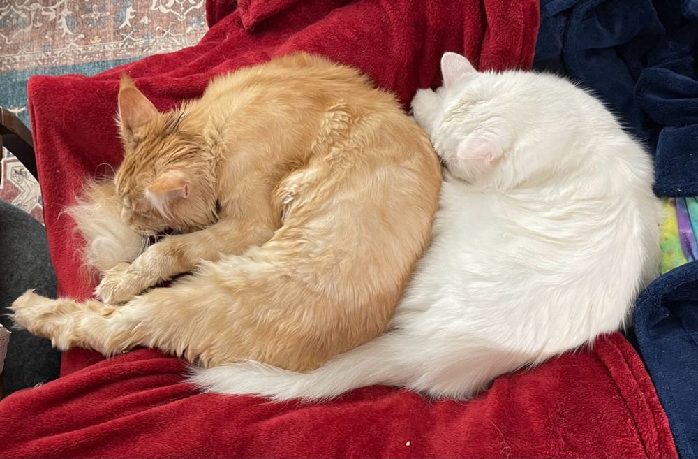 A very large, fluffy orange cat and a fluffy white one crammed together in a lap.