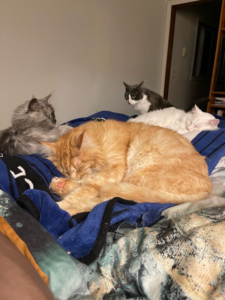 Four cats, Ginger, smoky gray, charcoal&white, and white; all clustered on a bed.