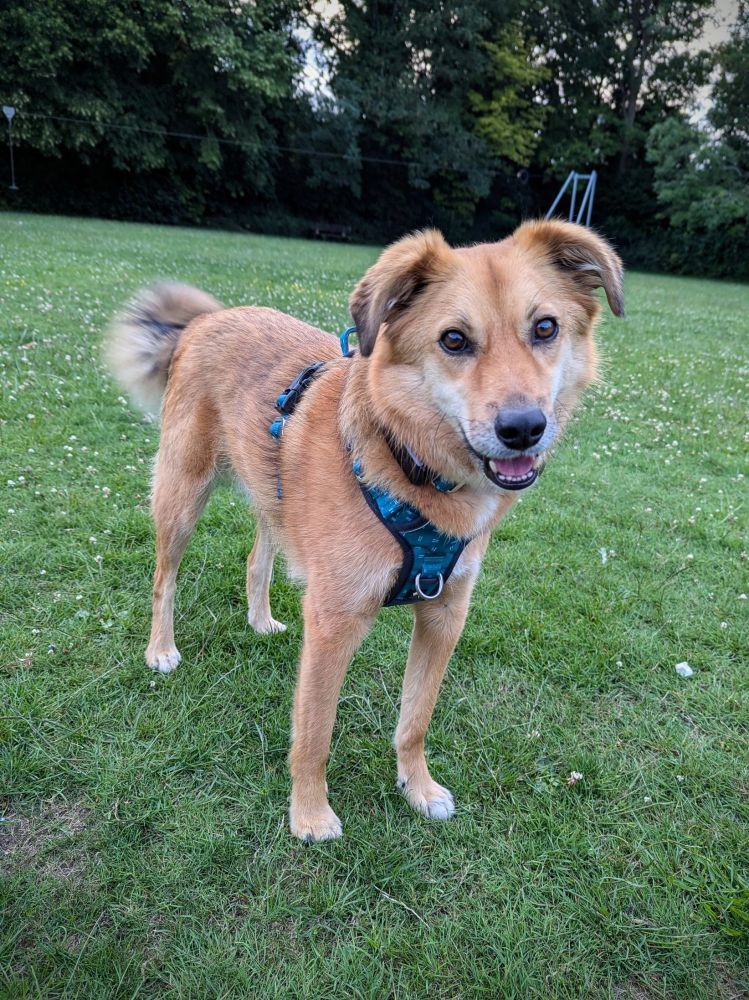 Tan colored Romanian street dog, stood on the grass at the park, wearing a blue harness and smiling