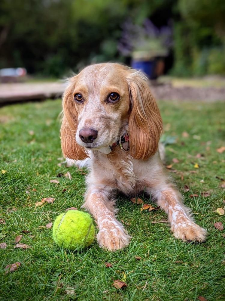 Lemon cocker spaniel lying on the grass with a tennis ball