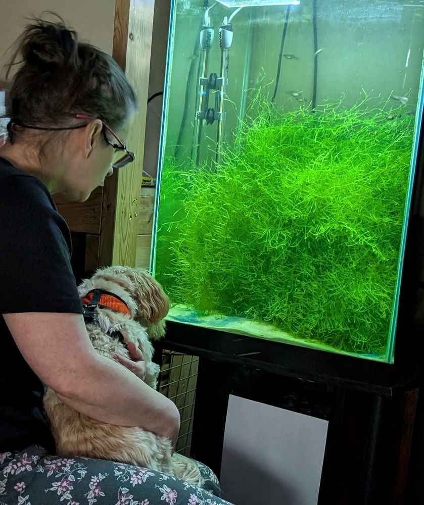 Me, Lori, looking at a fish tank with my dog on my lap. Willow is brown/tan and has an orange harness on. I have brown hair up in a bun, looking down with my glasses on watching the tiny guppy babies swimming around in our fish tank. The tank has a very large mass of greenery in it. The light is bright coming from the top of the glass into the tank. There are adult guppies in the tank above the mass of greenery.