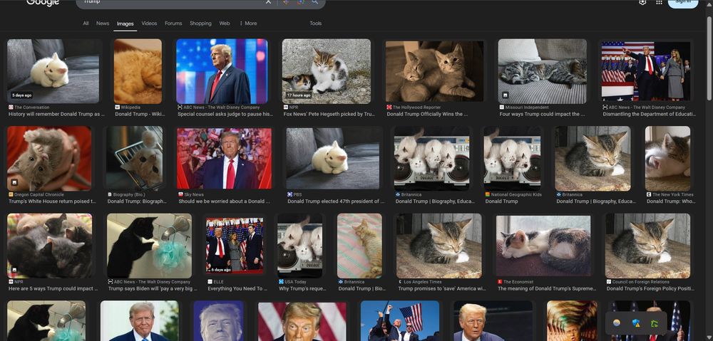 Images of Trump being replaced by images of kittens as seen in a Google image search, thanks to browser extension "Make America Kittens Again."