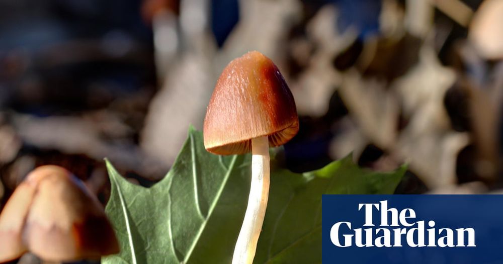 ‘Nature’s original engineers’: scientists explore the amazing potential of fungi