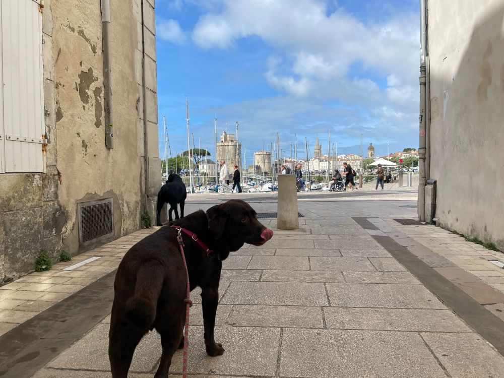 Finley and the black lab walk a narrow street with the old port behind 