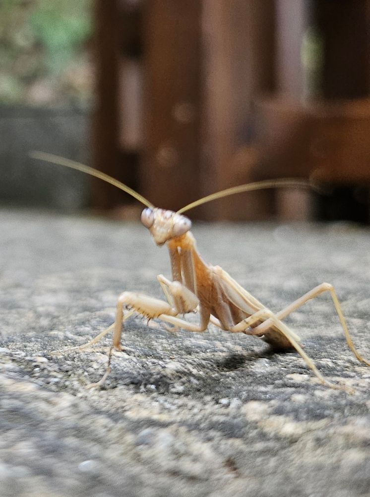 A tan-coloured bug with a triangle face, big tan eyes and twitchy antennae.