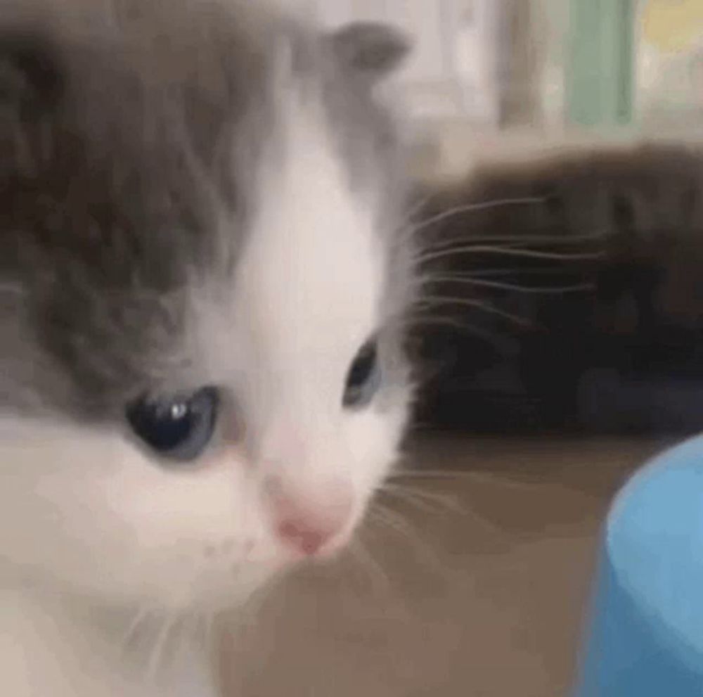 a close up of a gray and white kitten looking at a blue object .