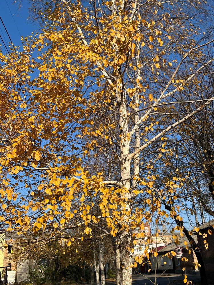 Жовта береза на тлі блакитного неба 
