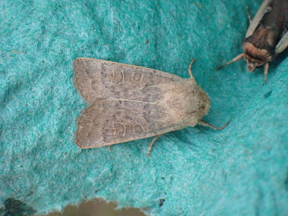 Vine's Rustic (Hoplodrina ambigua) resting on a green egg carton. It is a grayish-brown moth with subtle, mottled wing patterns. The wings are marked with faint kidney and oval markings. The moth's overall appearance is soft and muted, a distinctive character of this species. 