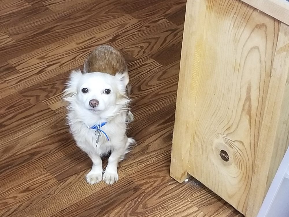 A pale tan, almost white long haired chihuahua.  He looks like a very fancy boy and his name is Chauncey.