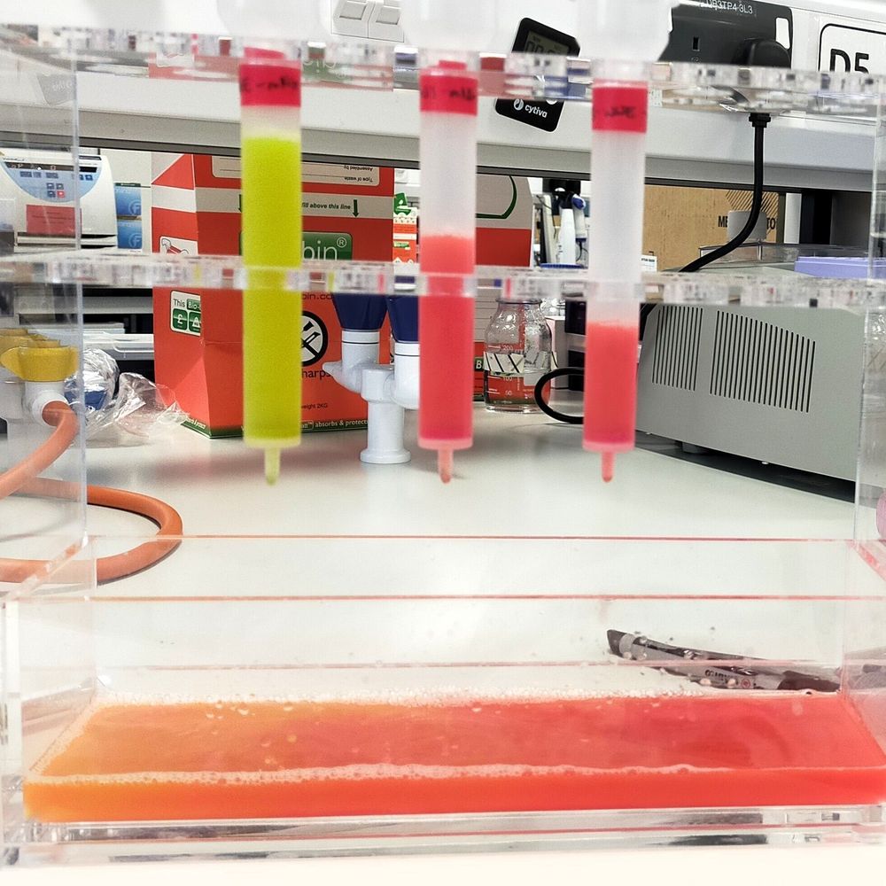Protein purification in action - the new probe and two control proteins are purified ready to be used under the microscope. 