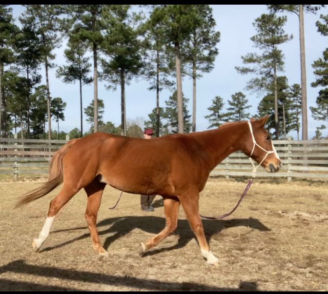 Cute chestnut horse jogging in a round pen