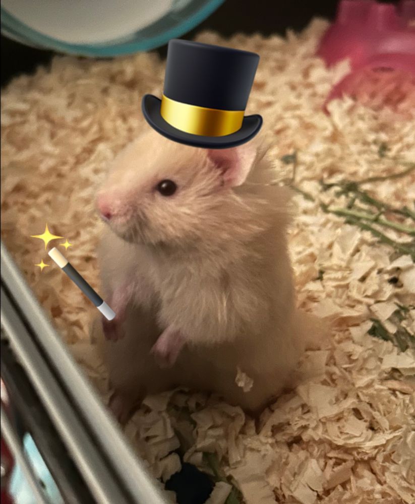 A cute hamster pictured in a magic top hat with a magic wand 
