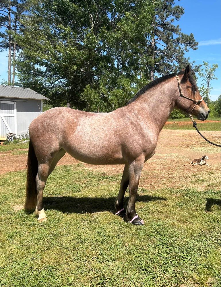 A young roan horse standing nicely 