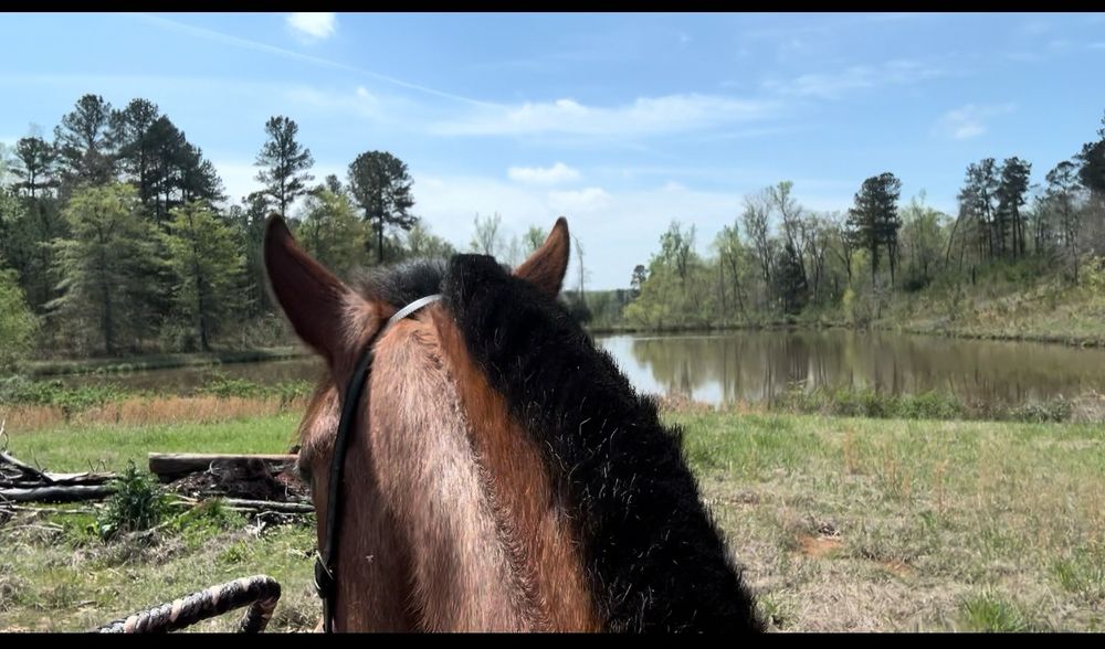 A view of a pond from atop a horse 