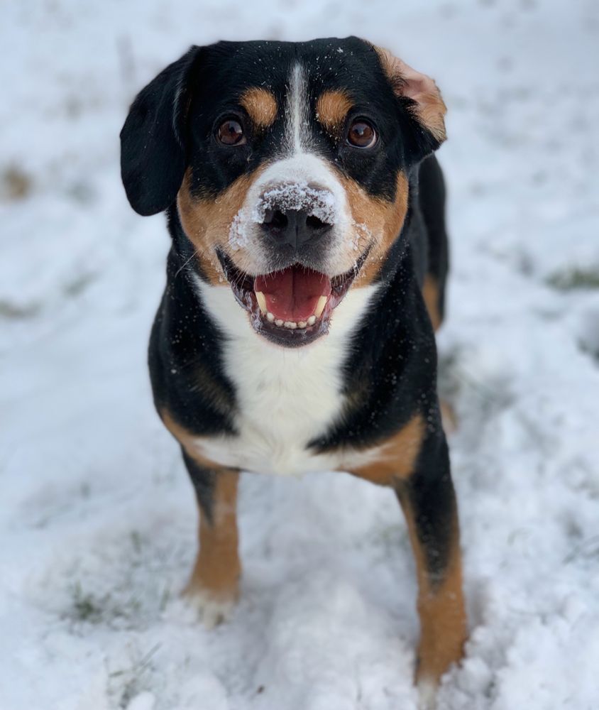 Entlebucher dog in snow