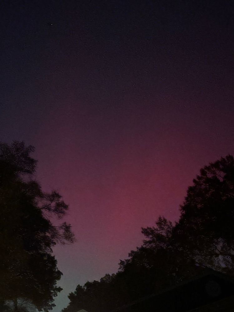 Bright Pink Northern Lights filling the sky between tall trees in Raytown, Missouri on 11-16-25.