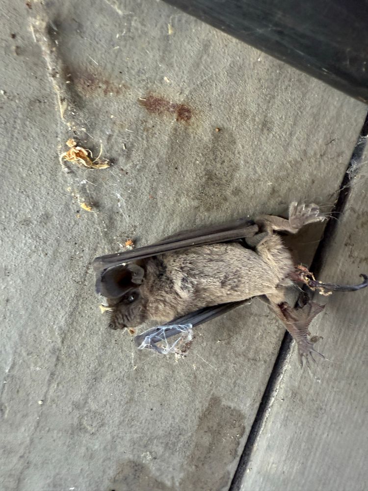 A small dark brown bat with cobwebs tangled on its wings, lying on planks of wood.