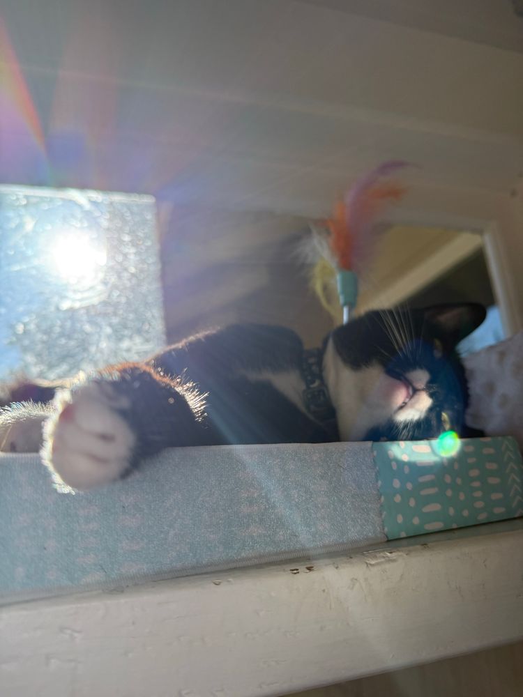 Another photo of the same cat, wider angle to place a paw in the foreground and a flare of light spotlights her white muzzle and very mood expression.