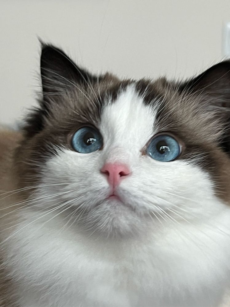 It’s a cat