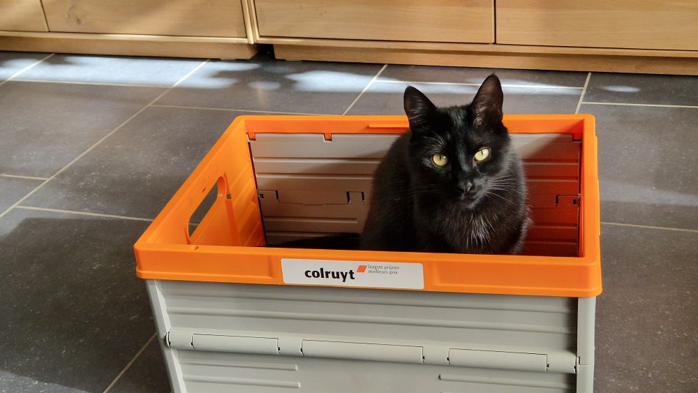 A black cat with yellow eyes sat in one of those foldable grocery boxes