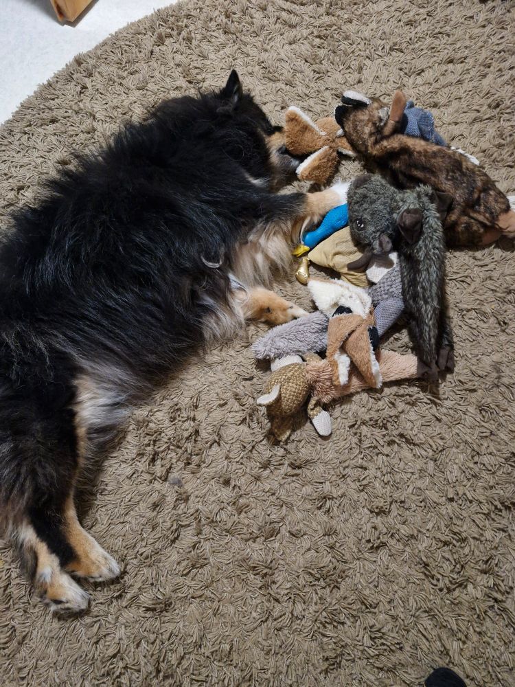 Koira makaa lattialla lelujen ympäröimänä.