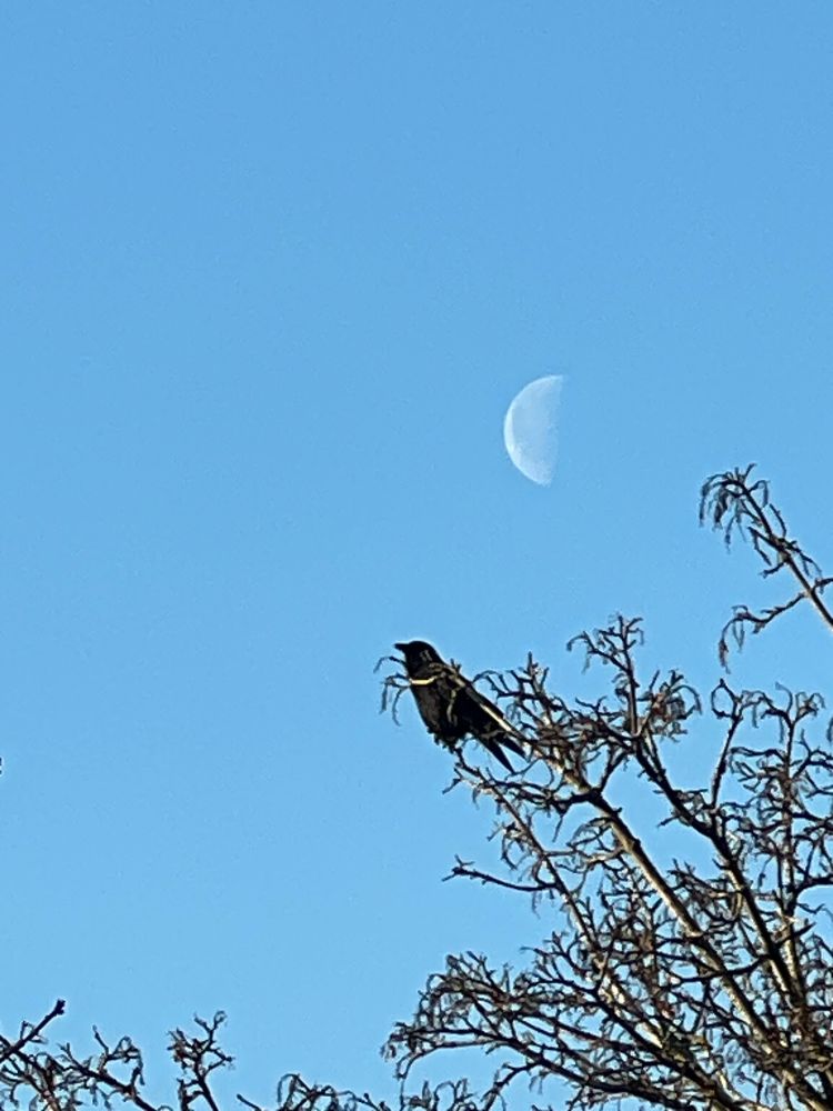 A crow perched in a treetop with a half moon above it in a blue sky.