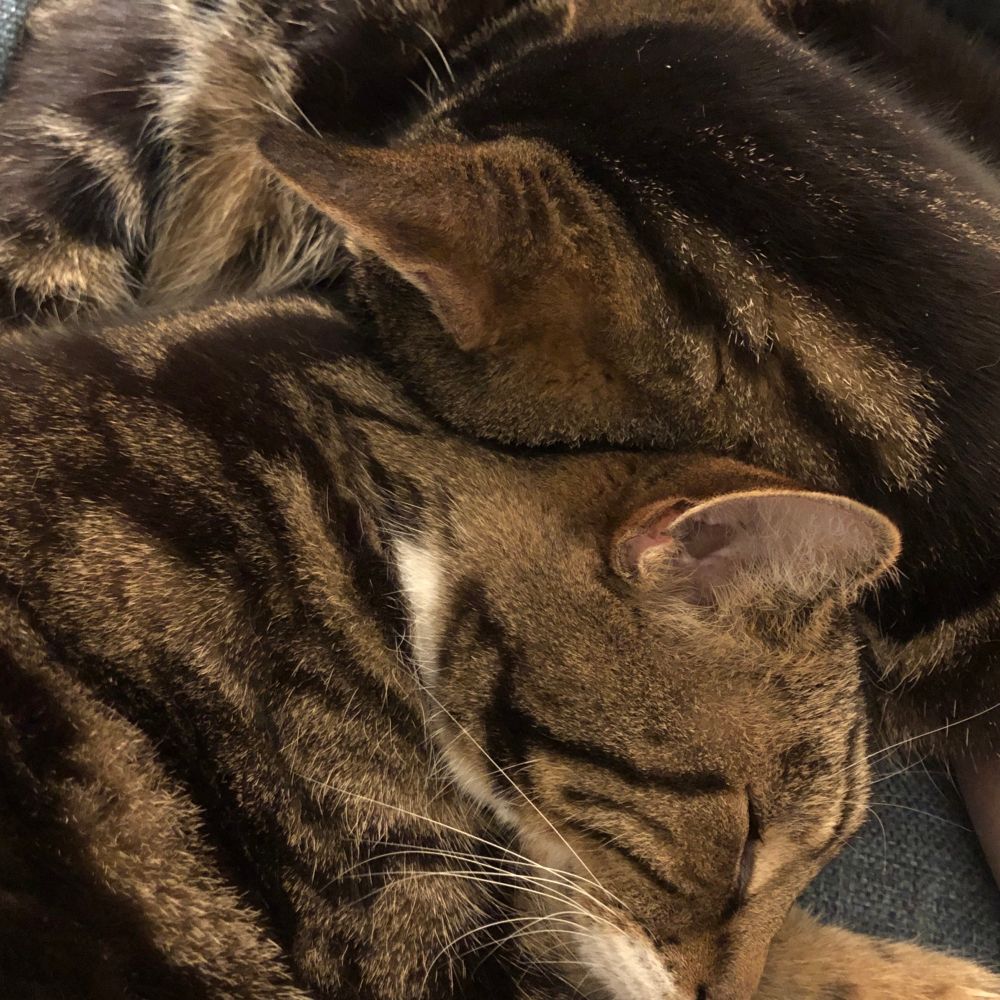 Our two tabby cats (brothers) head to head and asleep 