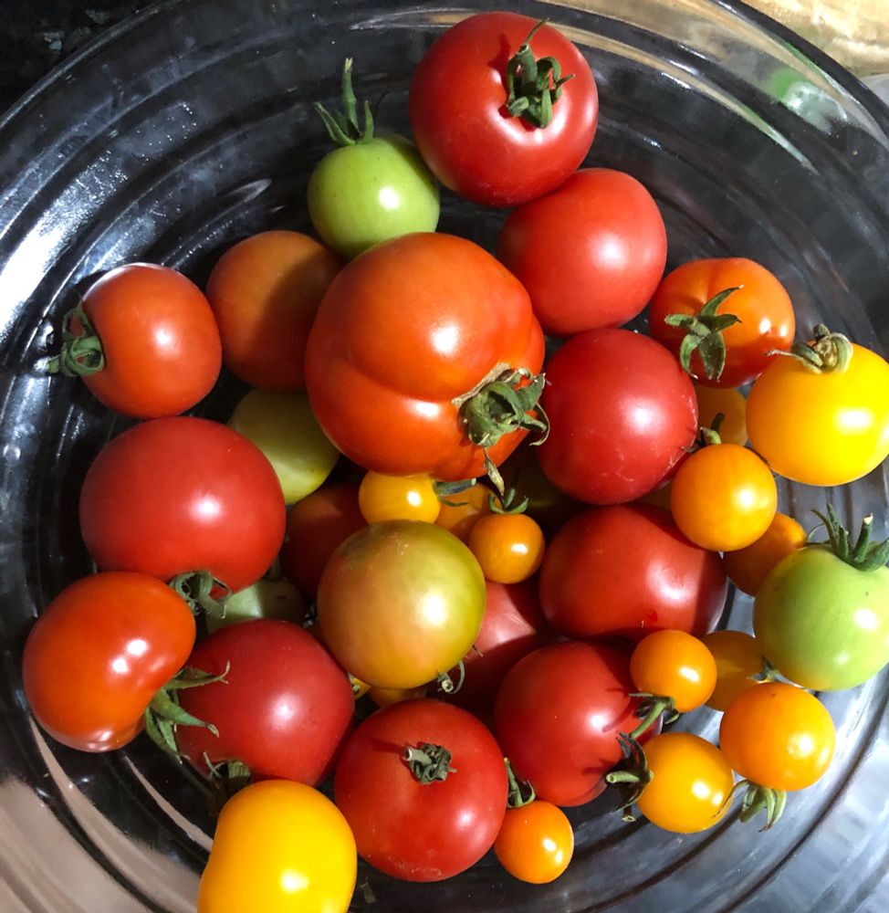 A glass bowl contains tomatoes red, orange, yellow and still green 
