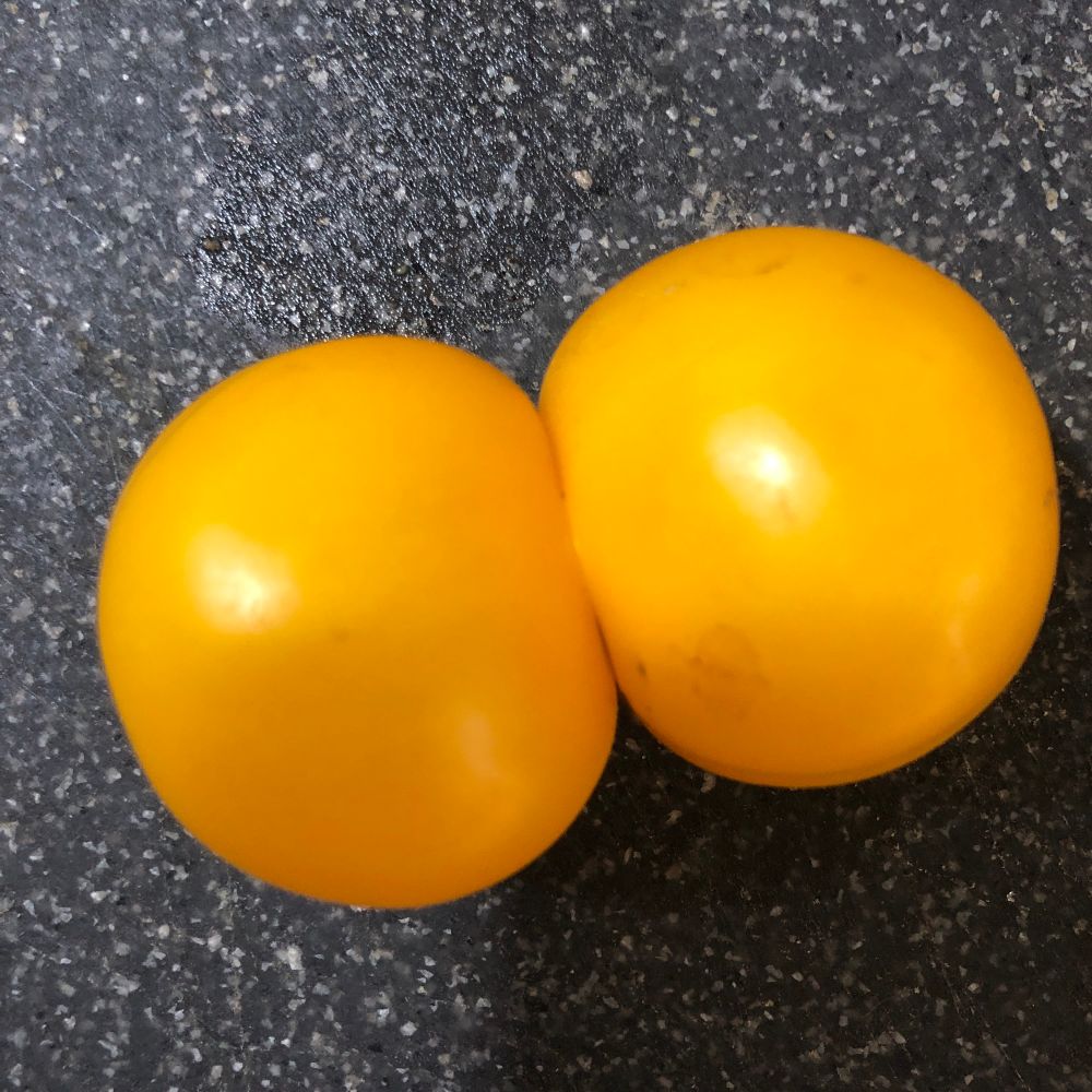 Two yellow allotment tomatoes have grown co-joined 