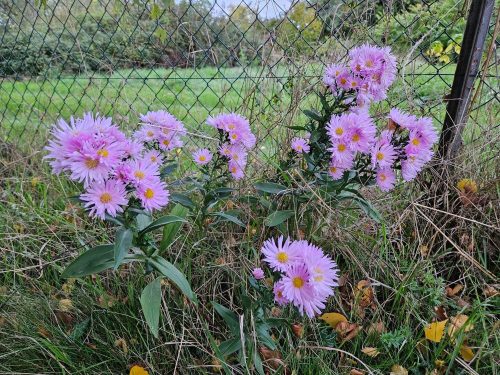 🖼️ Description Succincte de la Photo
Cette photo montre un groupe de fleurs mauves/roses pâle ressemblant à des asters (marguerites d'automne) en pleine floraison. Elles poussent dans un environnement herbeux et un peu sauvage, derrière une clôture grillagée métallique. L'arrière-plan est composé d'une végétation d'arrière-saison (feuillage, herbes hautes) et le temps semble nuageux ou d'automne.
Points Clés :
 * Sujet Principal : Fleurs mauves/roses (probablement des Asters).
 * Environnement : Bordure de champ ou jardin, herbe haute.
 * Éléments Secondaires : Clôture grillagée, végétation en arrière-plan.
