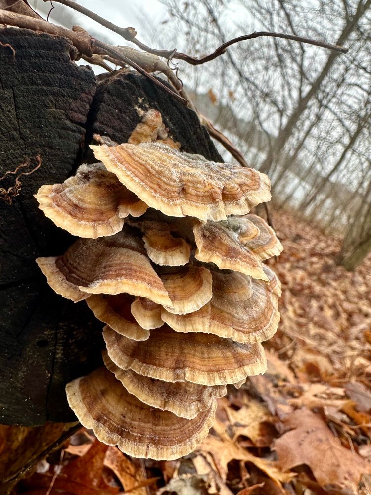 Brown mushrooms with tan edges pile themselves together as they grow on the cut end of a log