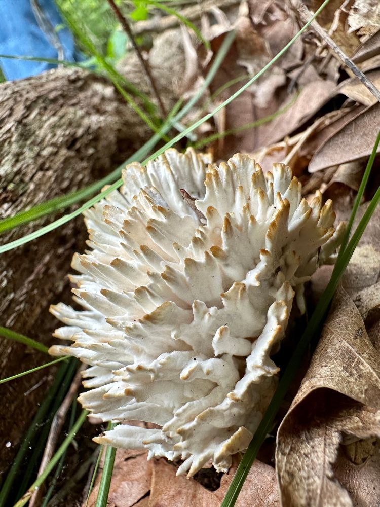 Maybe some sort of earth fan fungi, white and kinda like a ball made of fans. Idk how to describe it, it be weird 