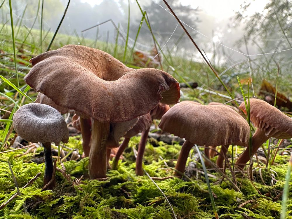 Silken capped russet colored mushrooms wade through fluffy green moss. Behind them spider webs in the grass collect the morning dew and soft fog.