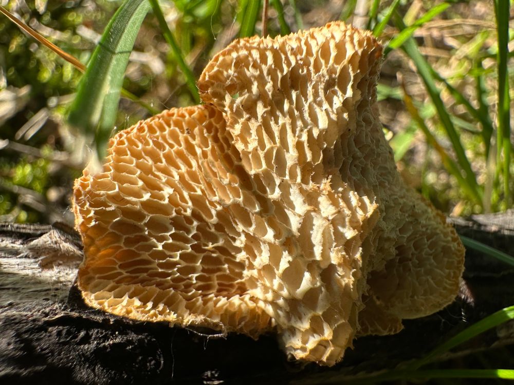 A dried out hexagonal polypore kinda looking like a delicious pork rind 