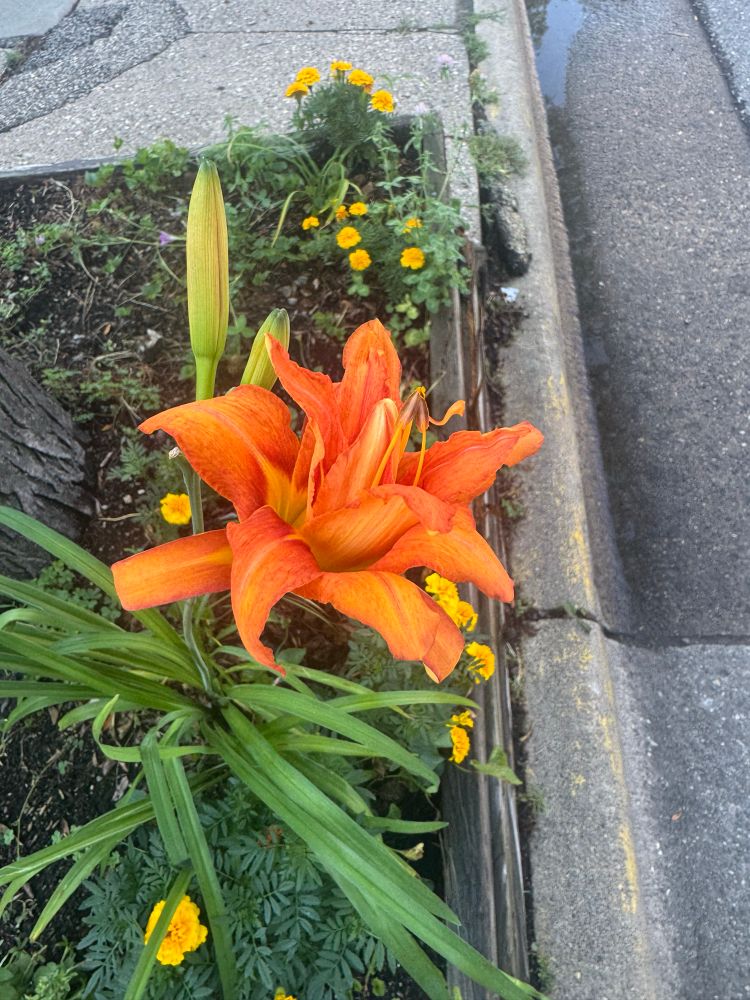 Daylily with extra petals