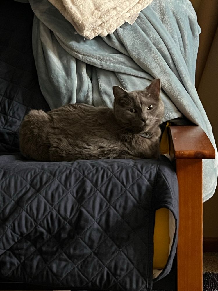 The same grey cat but without a donut. Facing the camera. Looking happier. 