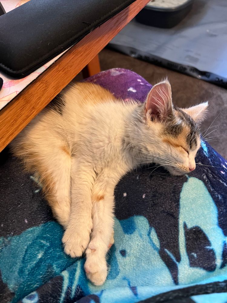 Kitten napping on my lap between a blanket and a keyboard tray